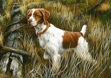 BRITTANY SPANIEL DOG CARD