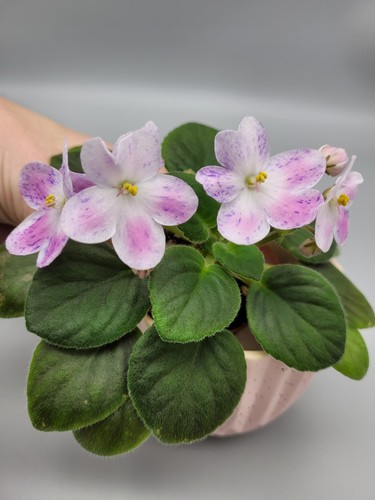 Indoor blooming plant african - indoor, plant|african