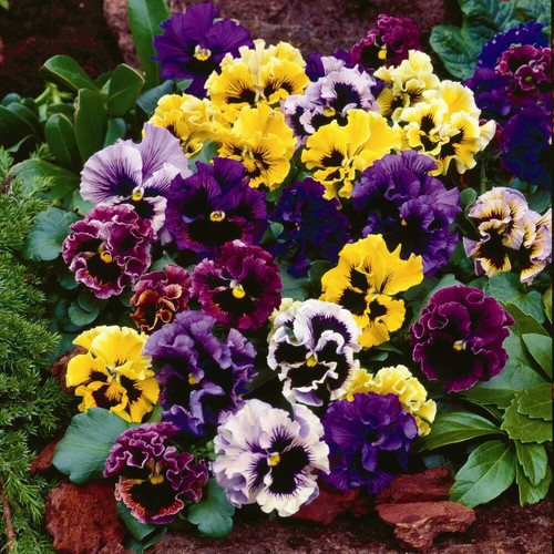 Pansy plants hardy perennial - pansy,