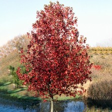 Liquidambar Palo Alto | Sweetgum | Ornamental Flowering Garden Tree | 5-6ft