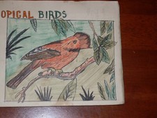 TROPICAL BIRDS  complete  album of 50 cards issued by Brooke Bond in 1961