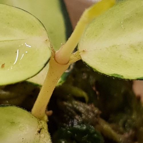 Hoya burmanica variegated - hoya,
