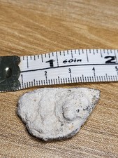 Saltasaurus Egg Shell 70 myo