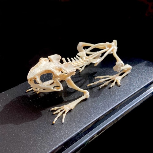 Toad skeleton display case - in,