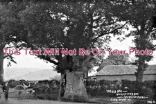 442 old oak tree letter - old, tree,