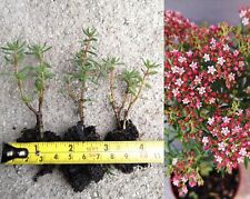 Crassula sarcocaulis X3 Young Plant UK Hardy Bonsai Jade Plant  Outdoor Bonsai