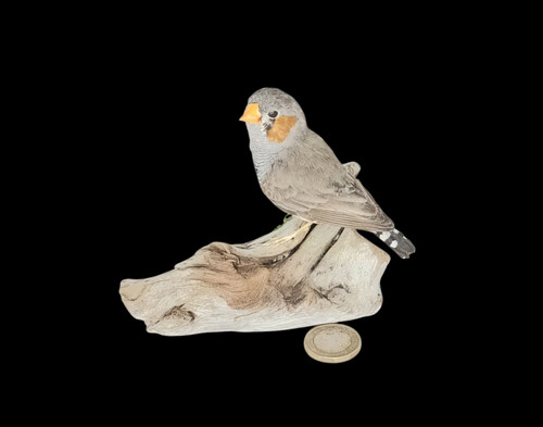 Taxidermy zebra finch - zebra,