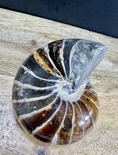 Fossil nautilus large - fossil,