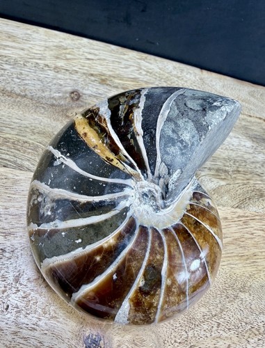Fossil nautilus large - nautilus,