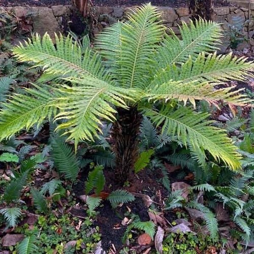 Blechnum silver lady - silver, 🌱