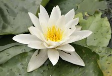 Alba water lily - pond plants