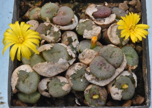 Conophytum spec mro aff - mro,