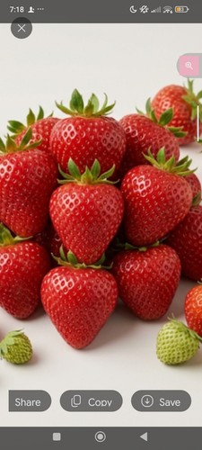 Strawberry elsanta ready - strawberry, 'elsanta'