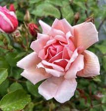 PRE ORDER - ALBERTINE  - Pink Rambling Rose - Bareroot