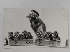 Police Dog Nikki & 9 Puppies