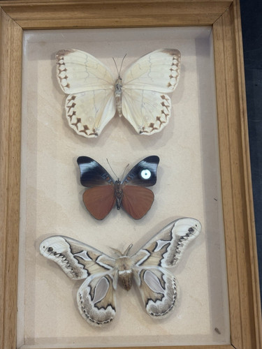 Framed mounted butterfly - mounted,
