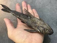 Taxidermy Amazon Dark Tank Cat Fish Taxidermy Real Fish Skin Mount