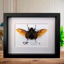 Framed western elephant
