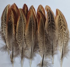 50 Large Cock Feathers Wings