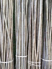 Willow - 50 Salix Black Maul Unrooted Cuttings for planting now