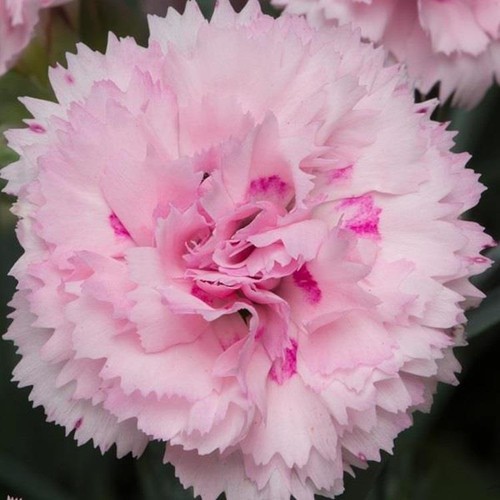 Dianthus scent firstâ - dianthus,