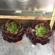 2 x Aeoniums black rose poted plants