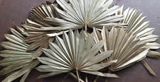 Dried Gold Palm Leaf Fan x 6 Shape Bouquet Wedding Party Home Decor Cake Topper