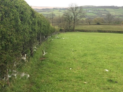 Photo 12x8 hedge - photo, and
