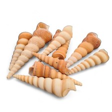 Natural Beach Shells Seashells
