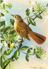 Nightingale Vintage Bird Picture Old Print Basil Ede 1980 approx 4.375" x 6.25"