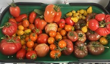 50 MIXED TOMATO SEEDS-A MIXTURE OF 10 VARIETIES