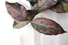 Hoya Gunung Gading Ghost 