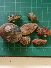 Gobi Eyes Agate  Natural Unpolished