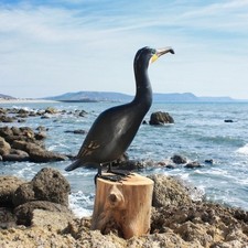 Cormorant | Wooden Hand