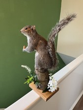 Taxidermy Grey Squirrel (￼