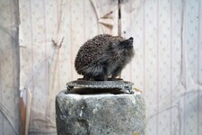 Antique Doe & Hope X Hannah