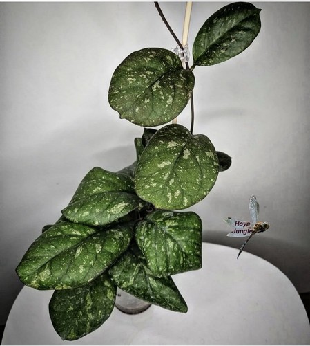 Hoya priktai potted rooted - hoya,