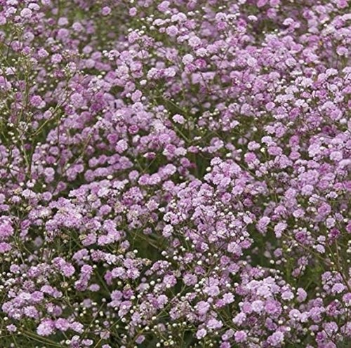 Gypsophila paniculata pink - gypsophila,