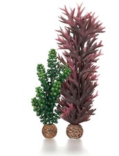 Medium Sea Pearls Kelp Plant