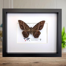 Framed Black Witch Moth