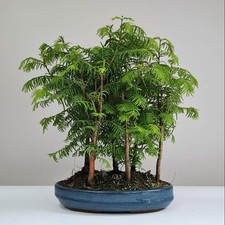 Dawn redwood - dawn,