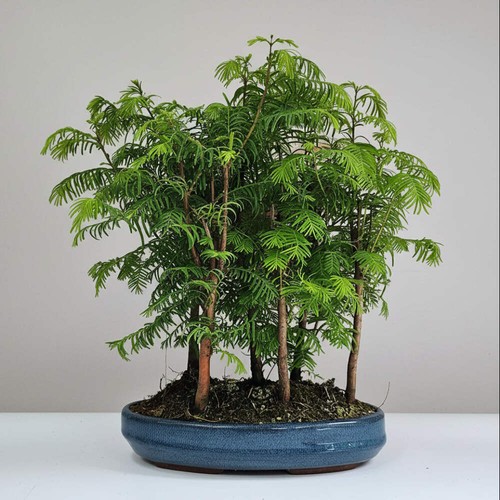 Dawn redwood - dawn, (metasequoia)
