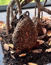 X8 2.5OZ/3.5OZ Flat Pear