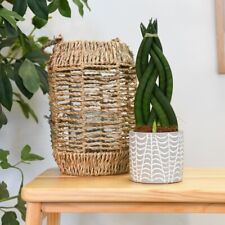 Sansevieria cylindrica Braided