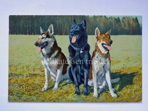 Cane dog wolf alsatians - cane,