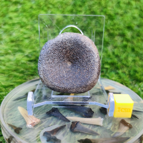 Ichthyosaur vertebra charmouth - vertebra,