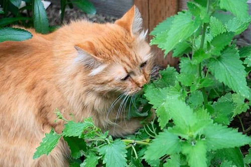 Herb white catnip catmint - herb,