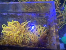 4”-5” Aquacultured