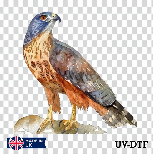 Peregrine falcon dtf - falcon,