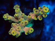 SHA King Fiji Acropora - High